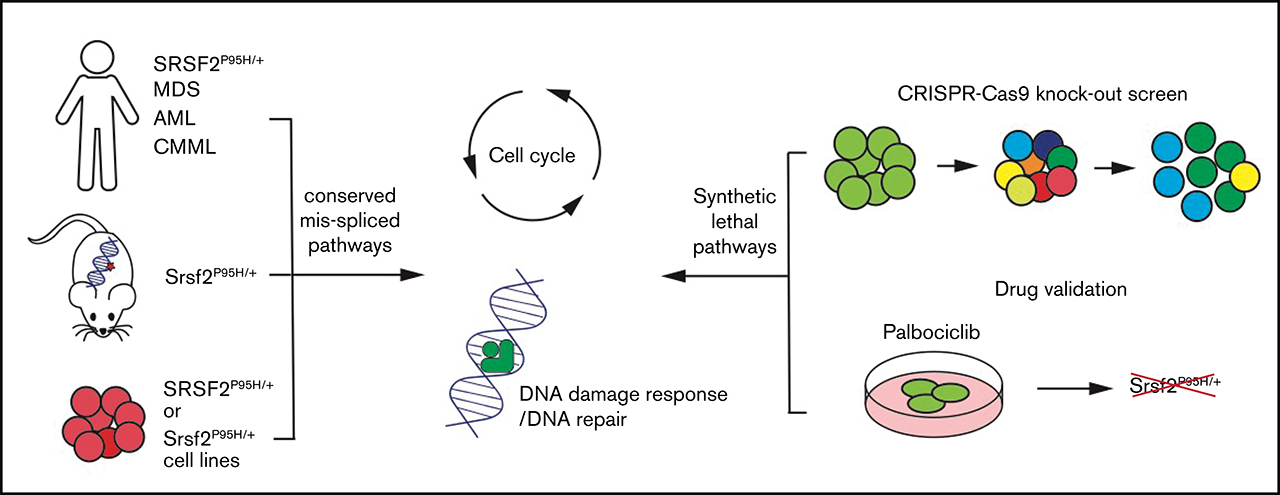 Genome-wide screening identifies cell-cycle control as a synthetic ...